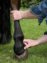 herman-bernard-behandelt-paard-4