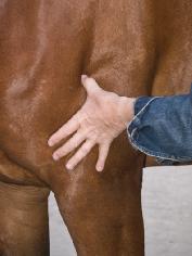 herman-bernard-behandelt-paard-5