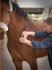 herman-bernard-behandelt-paard-3