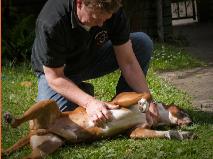 herman-bernard-behandelt-hond-3