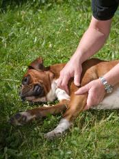 herman-bernard-behandelt-hond