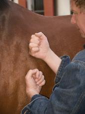 herman-bernard-behandelt-paard-2